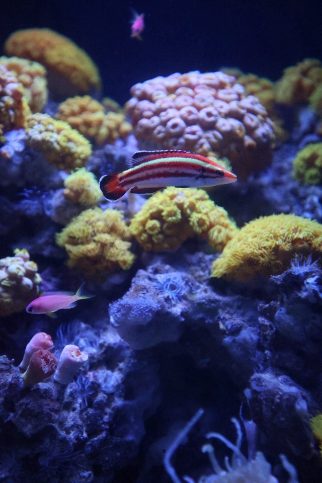 Vibrant Coral Reef with Striped Wrasse Fish