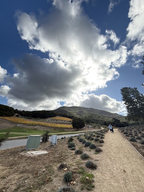 Strolling Under the Cumulus Canopy