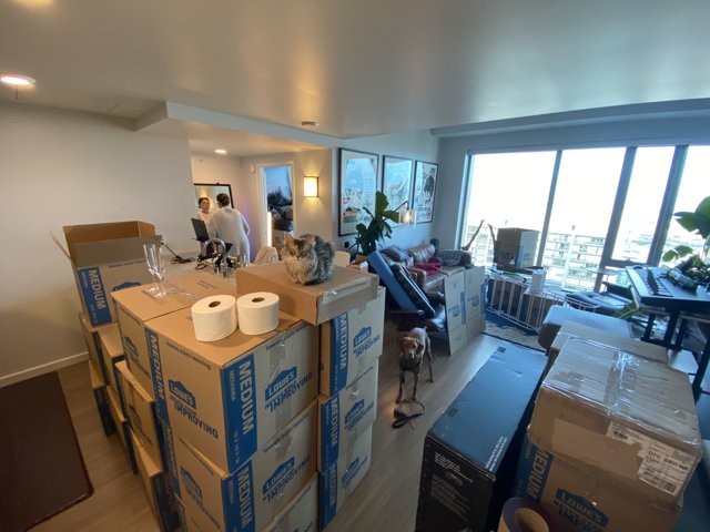 Moving Day Chaos
