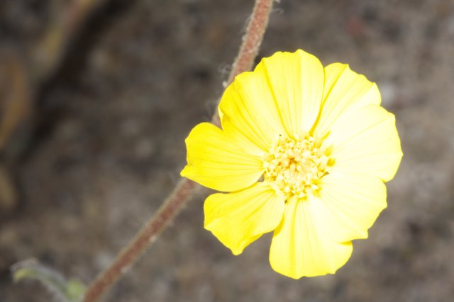 Desert Daisy Blooms Bright