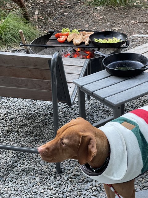 Grilled Delights with Furry Friend