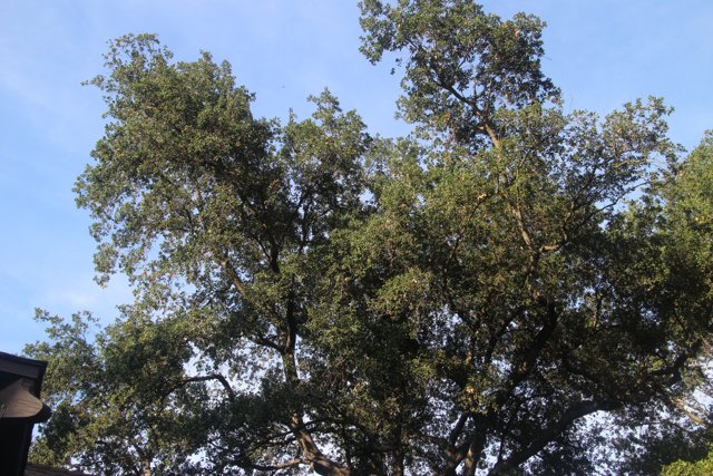 Majestic Oak Tree Under Blue Sky