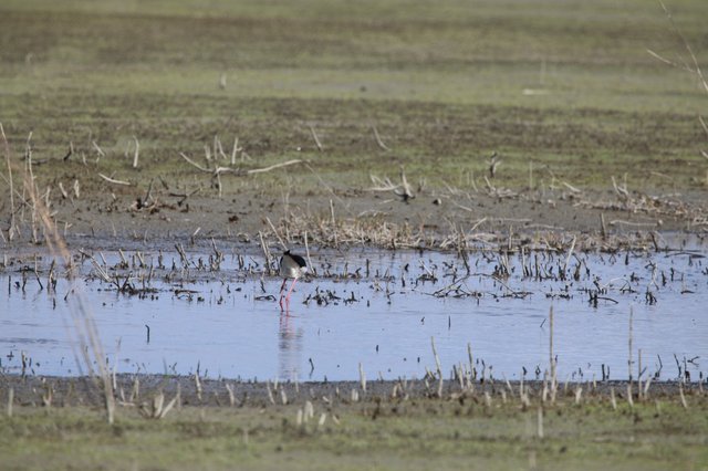Black-necked Stilt Foraging in Wetland Shallows