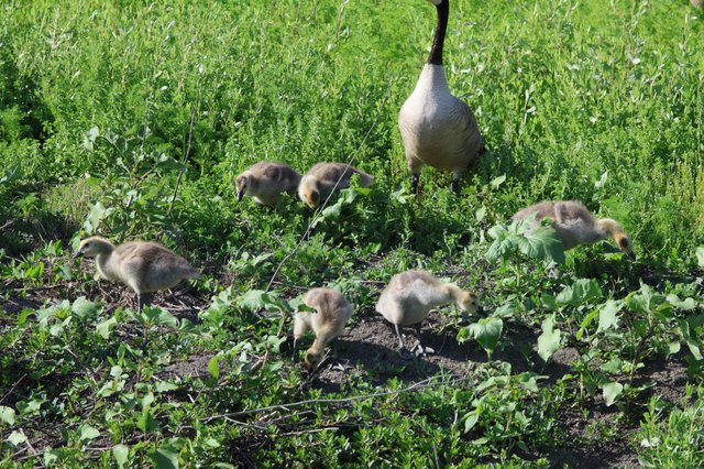 Canada Goose Family Foraging in Spring Wetlands