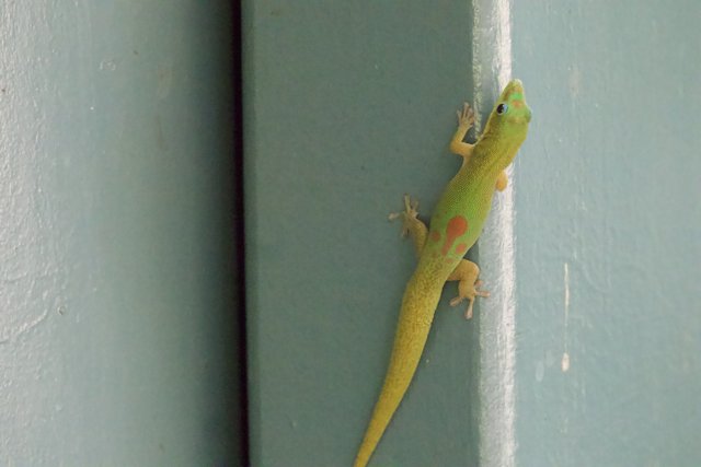 Vibrant Vigilant: A Green Gecko at the Honolulu Zoo