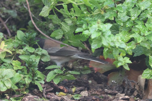 Dark-Eyed Junco Foraging Among Garden Greenery