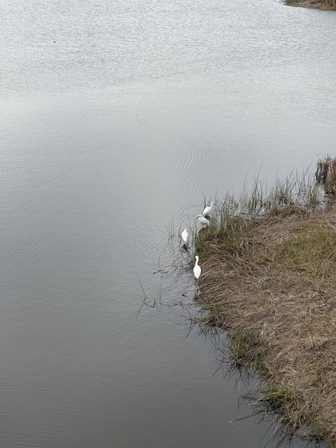 Two White Waterfowl in the Rodeo Lagoon