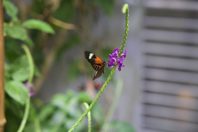 Garden Serenity: Butterfly Perched on a Purple Blossom
