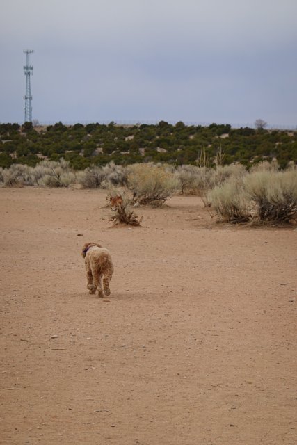 Desert Pup