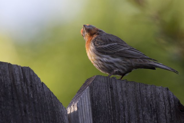Perched Beauty