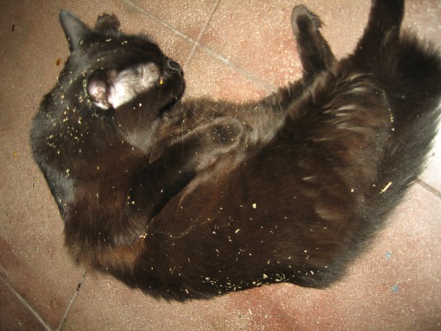 Relaxing Black Cat