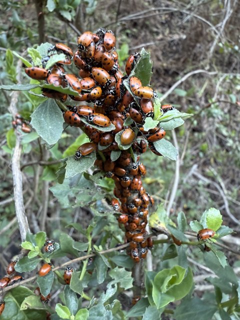 Ladybug Gathering on Huckleberry Trail