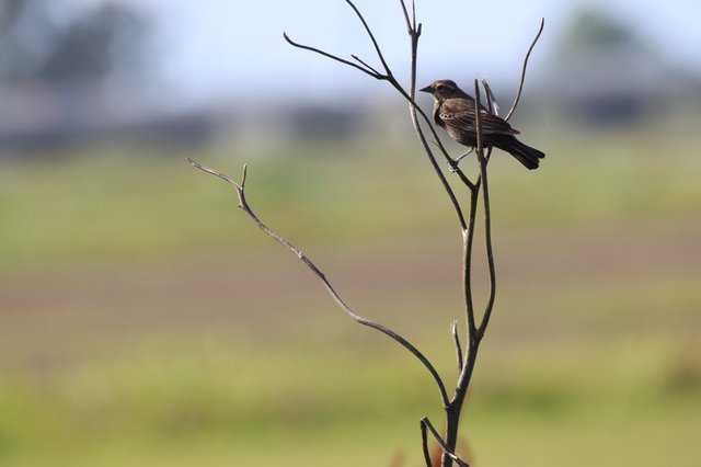 Brown Bird Perched on Bare Branch in Wetlands