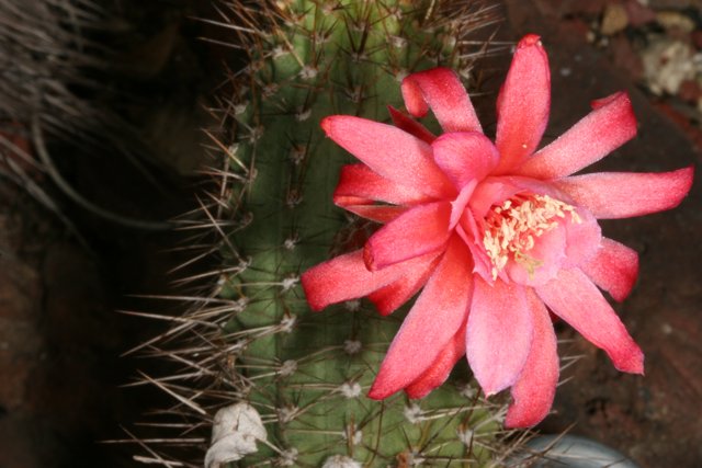 Pink Beauty in the Desert