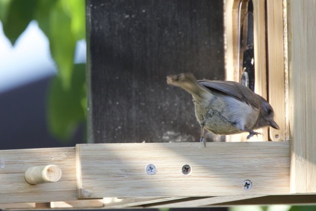 Curious Visitor