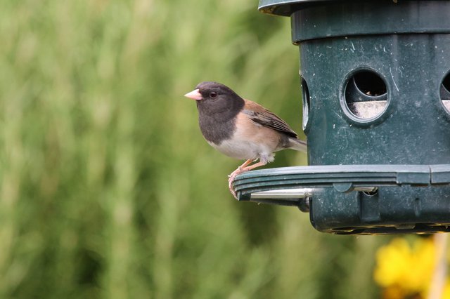 Dark-Eyed Junco Perched at Garden Bird Feeder