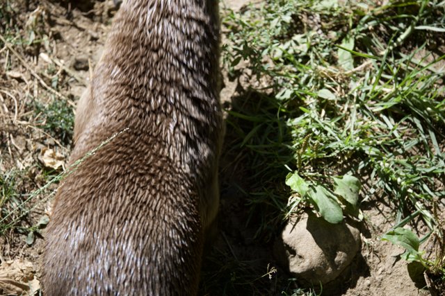 Curious Otter in the Wilderness