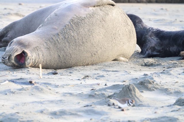 Elephant Seal Vocalizing on Drakes Beach Shore