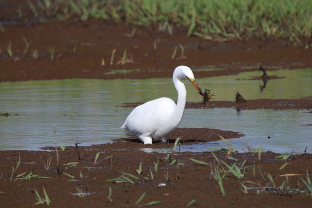 Great Egret Catches Crayfish in Flooded Wetland