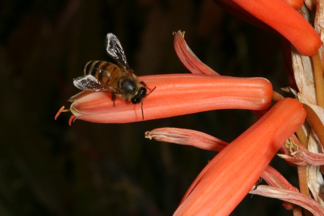 Busy Bee on a Red Flower