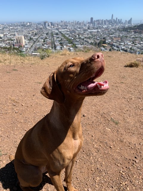 City Pup on a Hill