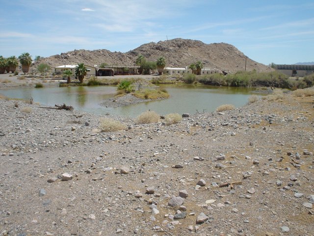 Serene Pond in the Desert
