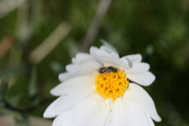Beauty in Pollination