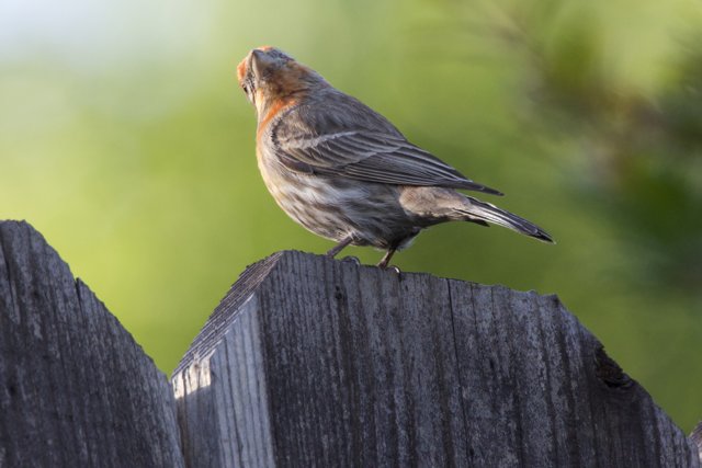 Perched Elegance