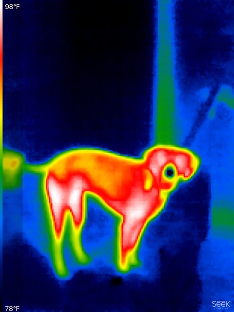 Thermal Image of a Playful Pup