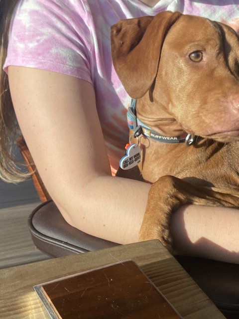 A Woman and Her Vizsla: A Snapshot of Domestic Bliss