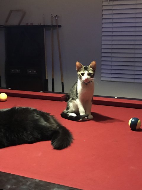 A Game of Cat and Ball