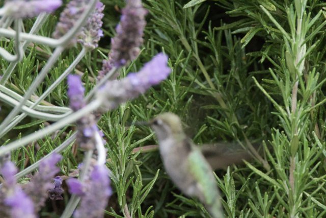 Dance Among the Herbs