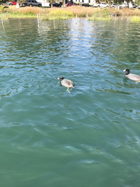 Ducks Enjoying a Tranquil Pond
