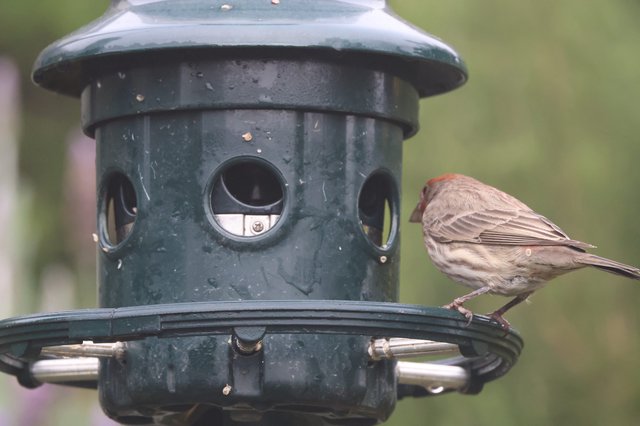 House Finch Perched on Green Bird Feeder