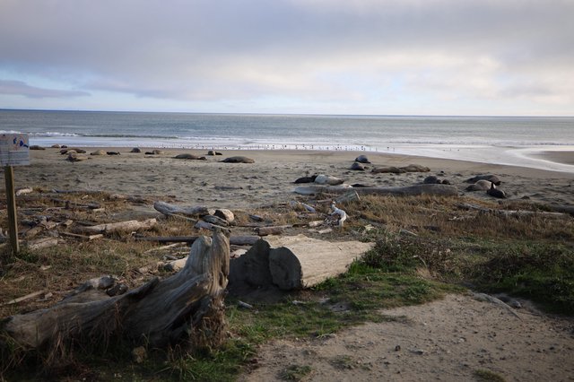Elephant Seals Resting on Drakes Beach at Dusk