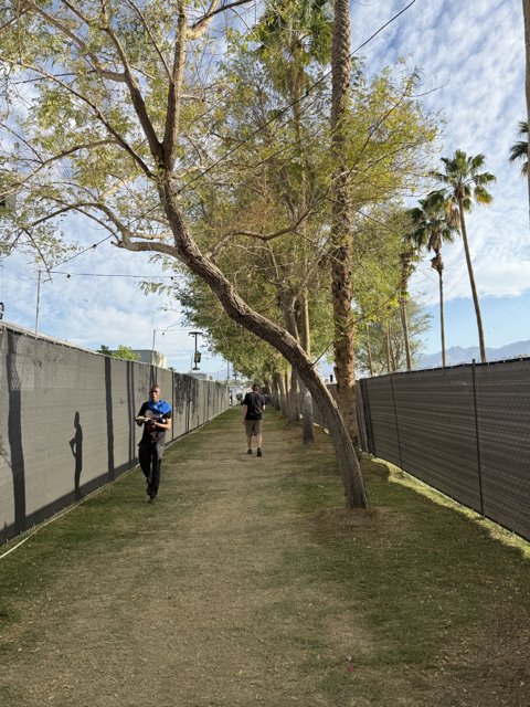 Tranquil Stroll Amidst Palm Lined Paths