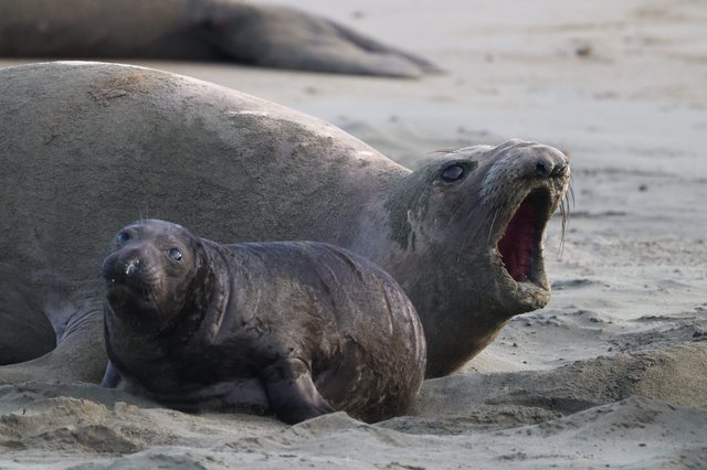 Elephant Seal Pup with Vocalizing Adult at Drakes Beach