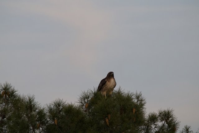 Majestic Red-Tailed Hawk