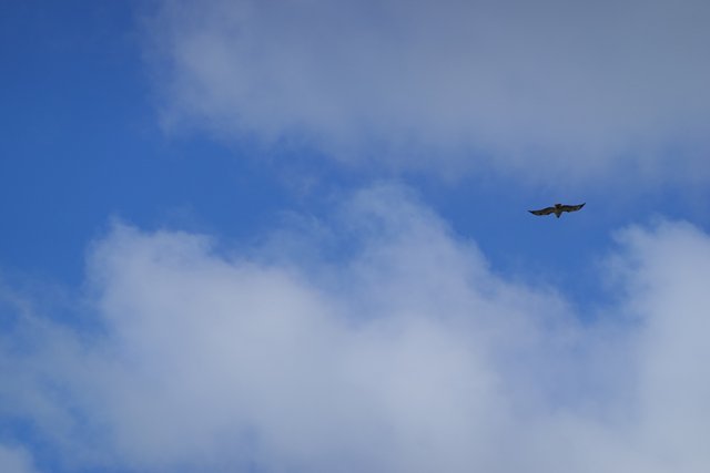 Majestic Vulture Takes Flight