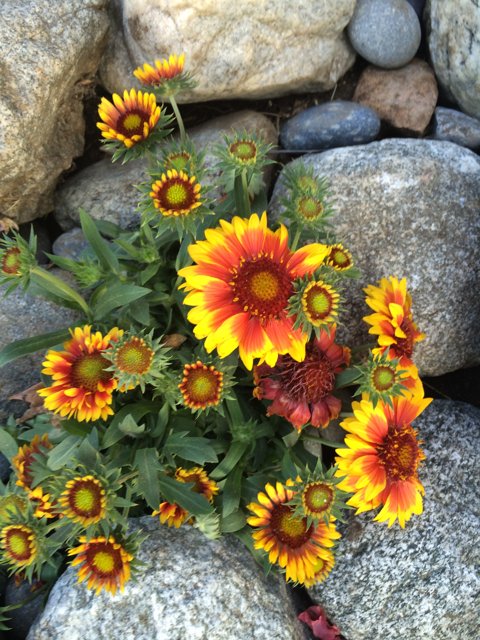 Beautiful Daisy and Sunflower Garden in the Rocks