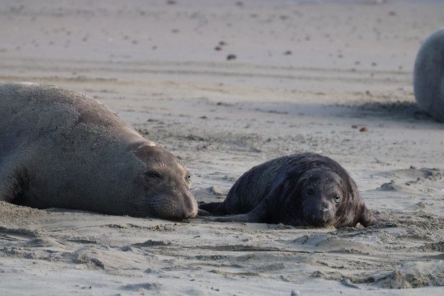 Mother and Pup Elephant Seals Resting on Beach