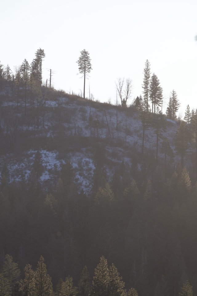 Misty Winter Hillside with Sparse Snow and Pine Trees