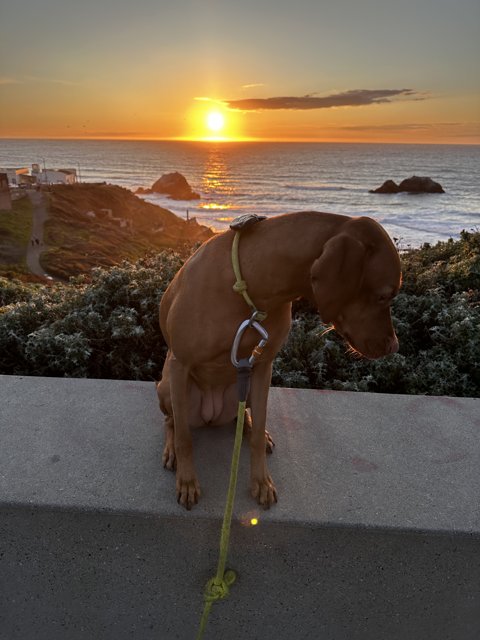 The Canine and the Coastal Vista
