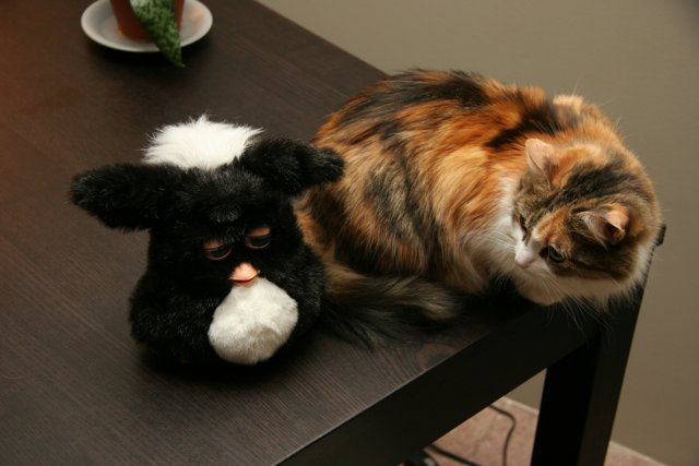 Feline and Stuffed Companion