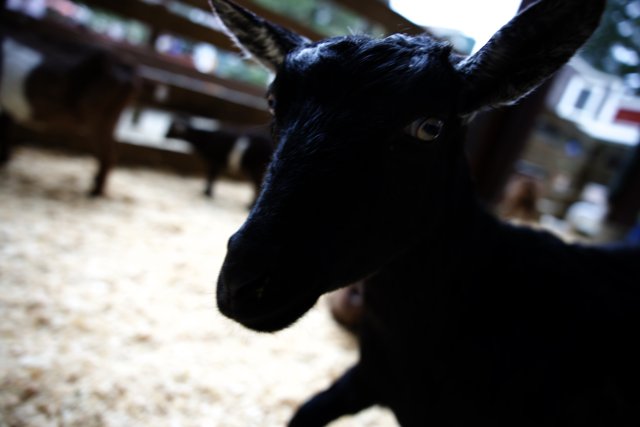 Unique Black Goat at Half Moon Bay