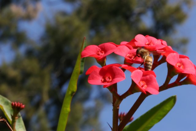 Busy Bee on a Red Flower