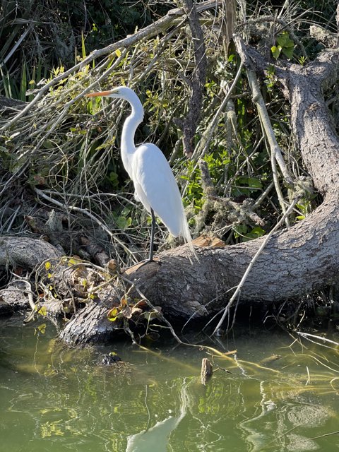 Majestic Great Egret in the Wild