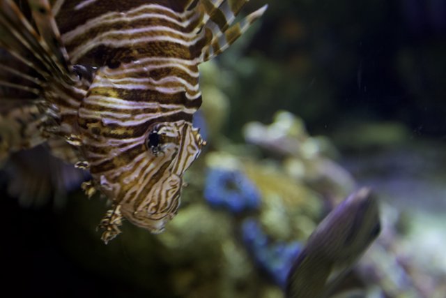 Majestic Lionfish in Aquarium