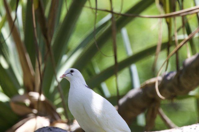 Serene Elegance: A Dove at Honolulu Zoo