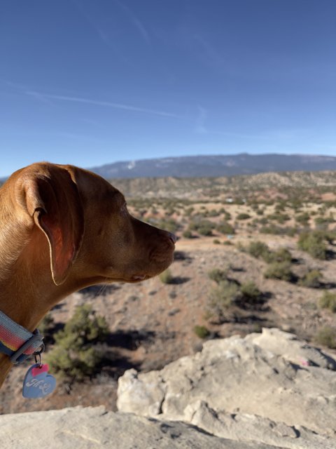 Rocky Vista with a Loyal Canine